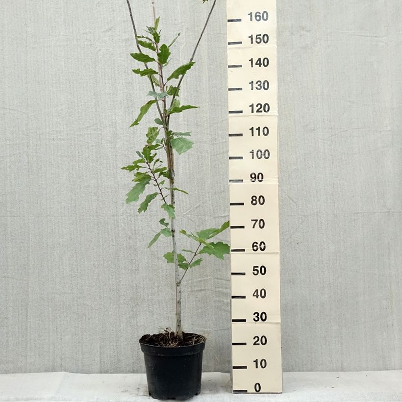 Amostra de Carvalho-dos-pântanos Betty Jean - Quercus palustris Vaso de 4 L/5 L tal como entregue no verão