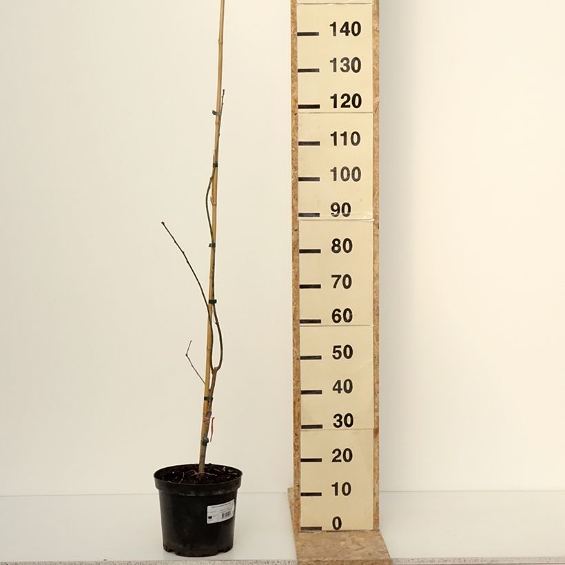 Amostra de Chêne des marais - Quercus palustris Betty Jean Vaso de 4 L/5 L tal como entregue no inverno