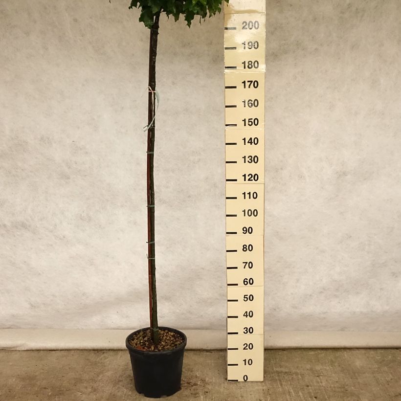 Amostra de Carvalho-dos-pântanos Green Dwarf - Quercus palustris Vaso de 18 L/20 L tal como entregue no verão