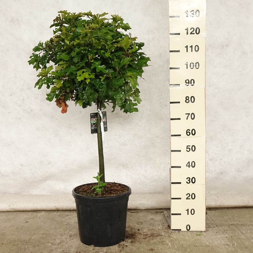 Amostra de Carvalho-dos-pântanos Green Dwarf - Quercus palustris Vaso de 18 L/20 L, Haste tal como entregue no verão