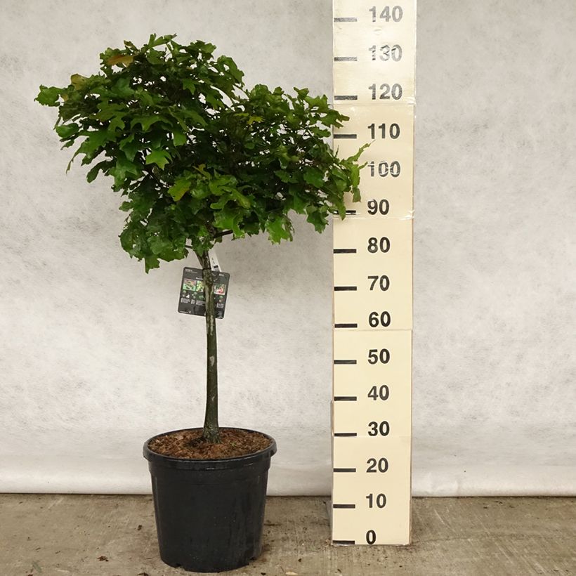 Amostra de Carvalho-dos-pântanos Green Dwarf - Quercus palustris Vaso de 18 L/20 L, Haste tal como entregue na primavera