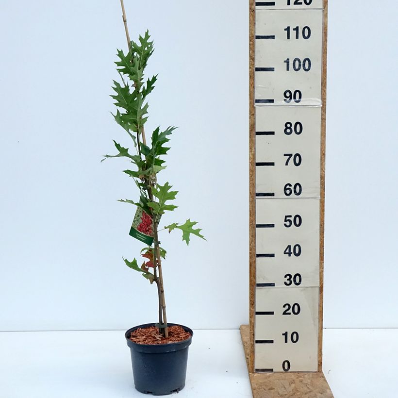 Amostra de Carvalho-dos-pântanos Green Pillar - Quercus palustris Vaso de 4 L/5 L tal como entregue no outono
