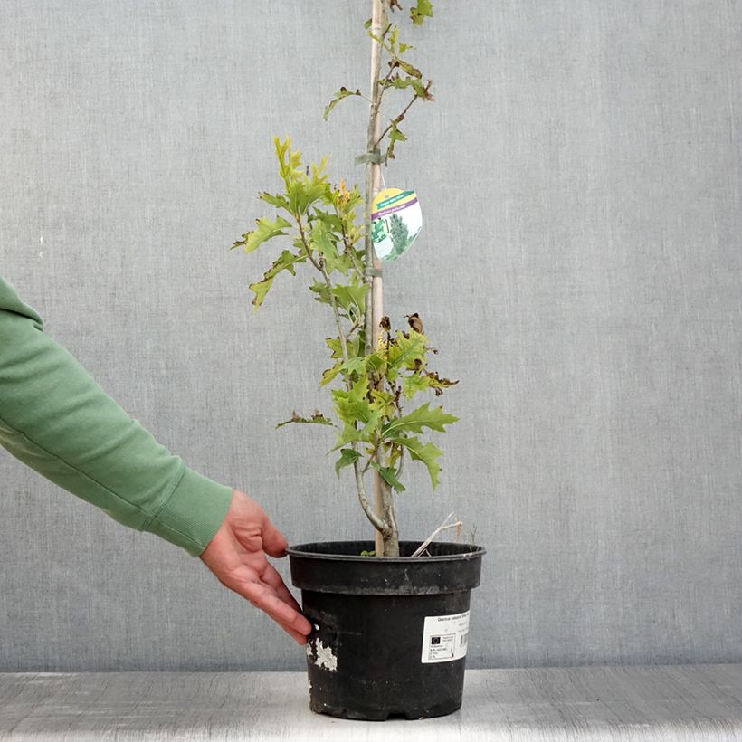 Amostra de Carvalho-dos-pântanos Green Pillar - Quercus palustris Vaso de 4 L/5 L tal como entregue no verão