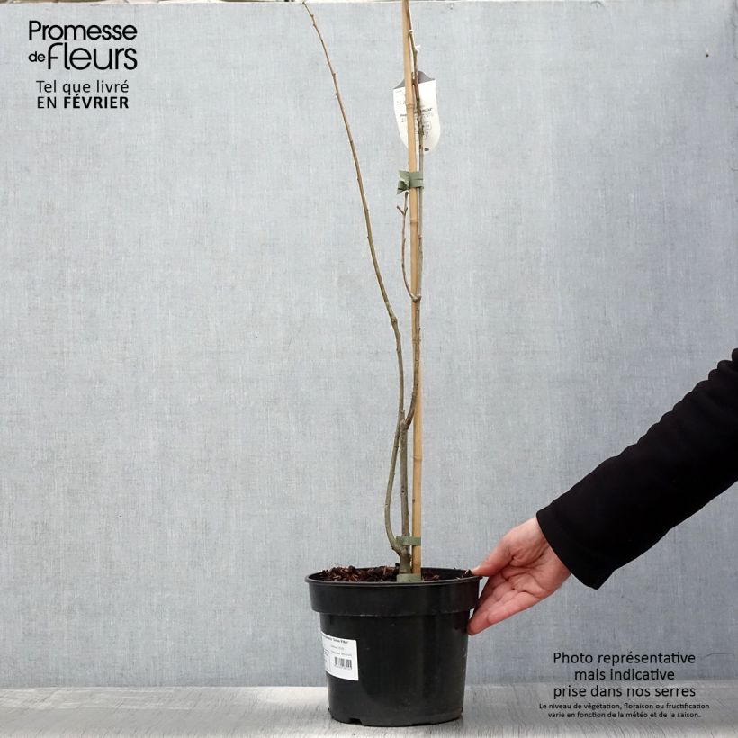 Amostra de Chêne des marais - Quercus palustris Green Pillar Vaso de 4 L/5 L tal como entregue no inverno