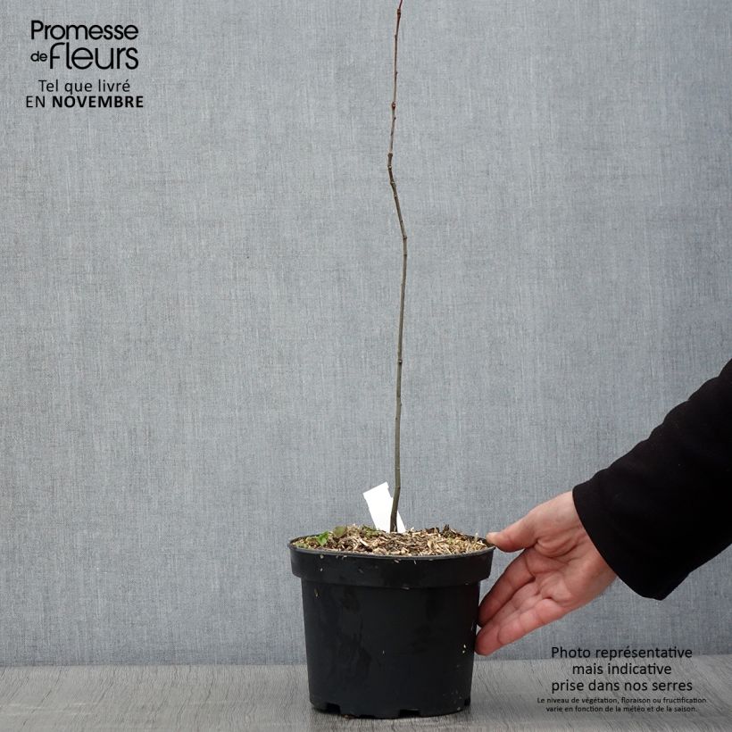 Amostra de Carvalho-dos-pântanos - Quercus palustris Vaso de 3 L/4 L tal como entregue no outono