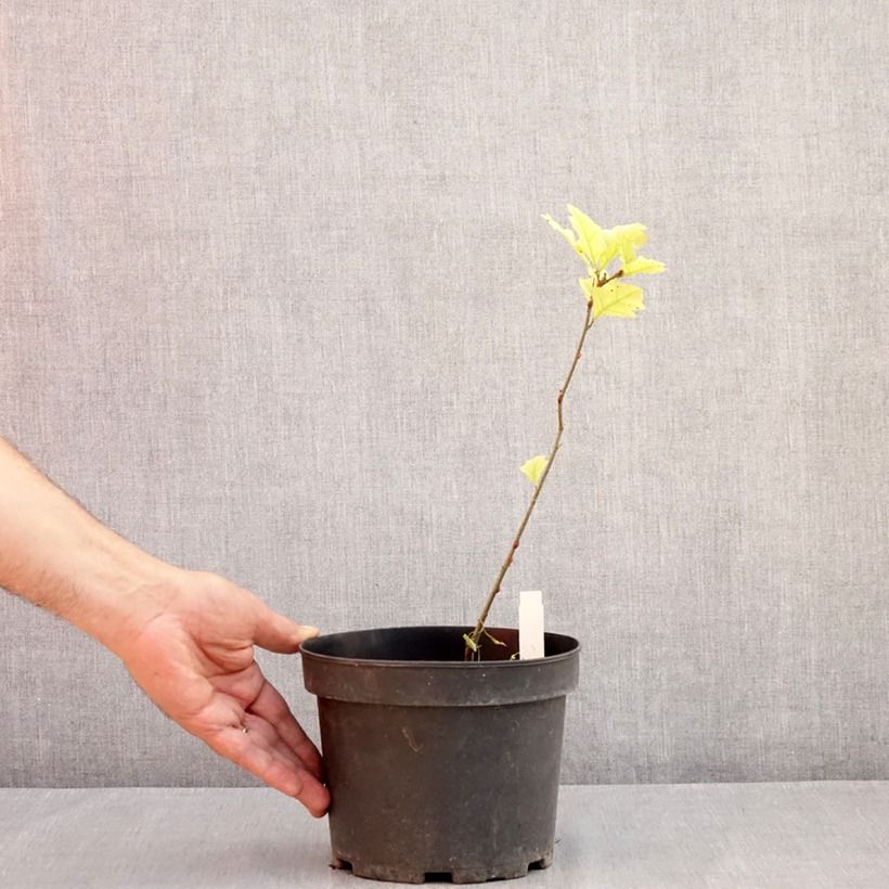 Amostra de Carvalho-dos-pântanos - Quercus palustris Vaso de 3 L/4 L tal como entregue no verão