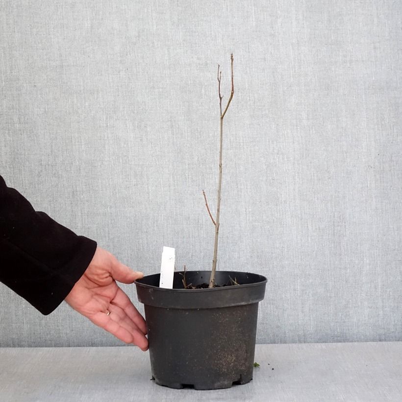 Amostra de Carvalho-dos-pântanos - Quercus palustris Vaso de 3 L/4 L tal como entregue na primavera