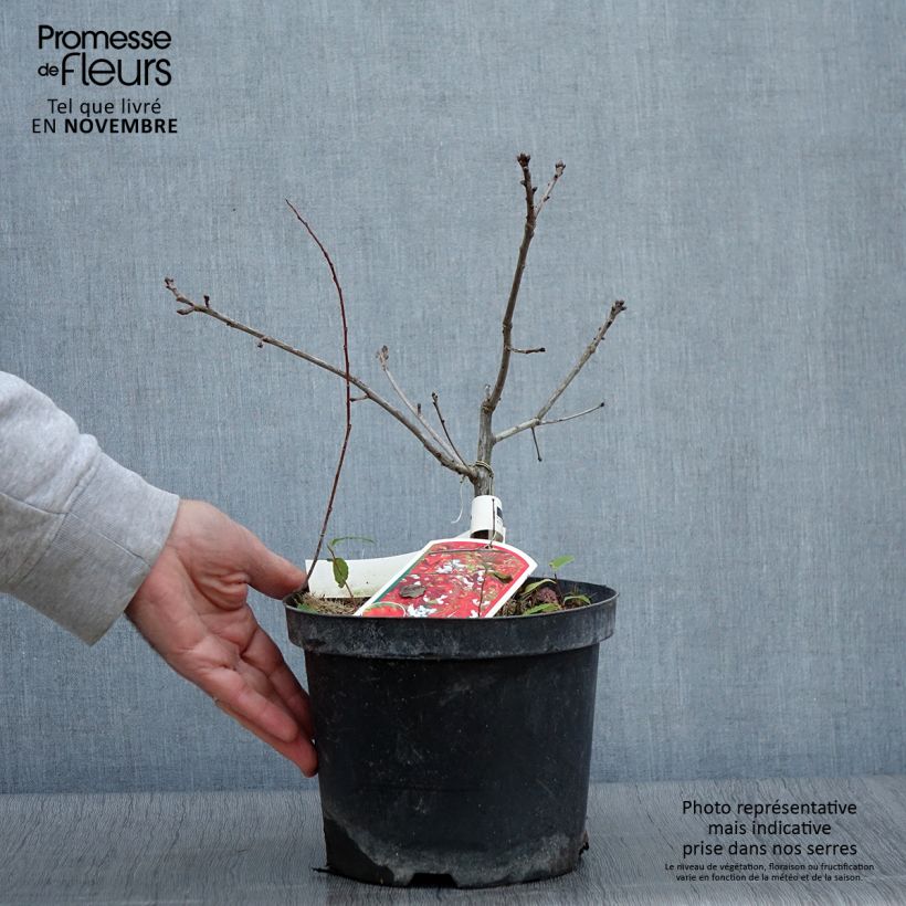 Amostra de Carvalho-escarlate Splendens - Quercus coccinea Vaso de 4 L/5 L tal como entregue no outono