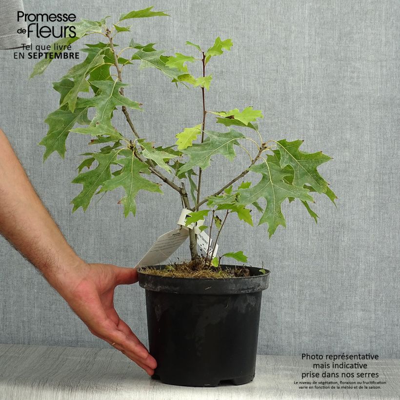 Amostra de Carvalho-escarlate Splendens - Quercus coccinea Vaso de 4 L/5 L tal como entregue no verão