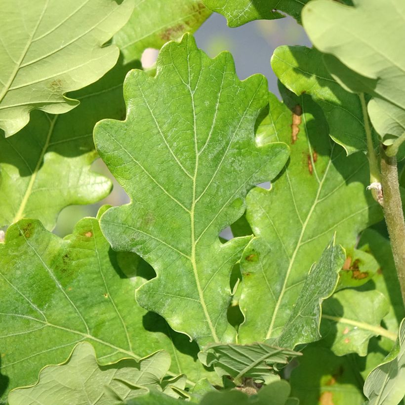 Carvalho-alvarinho Monument - Quercus robur (Folhagem)