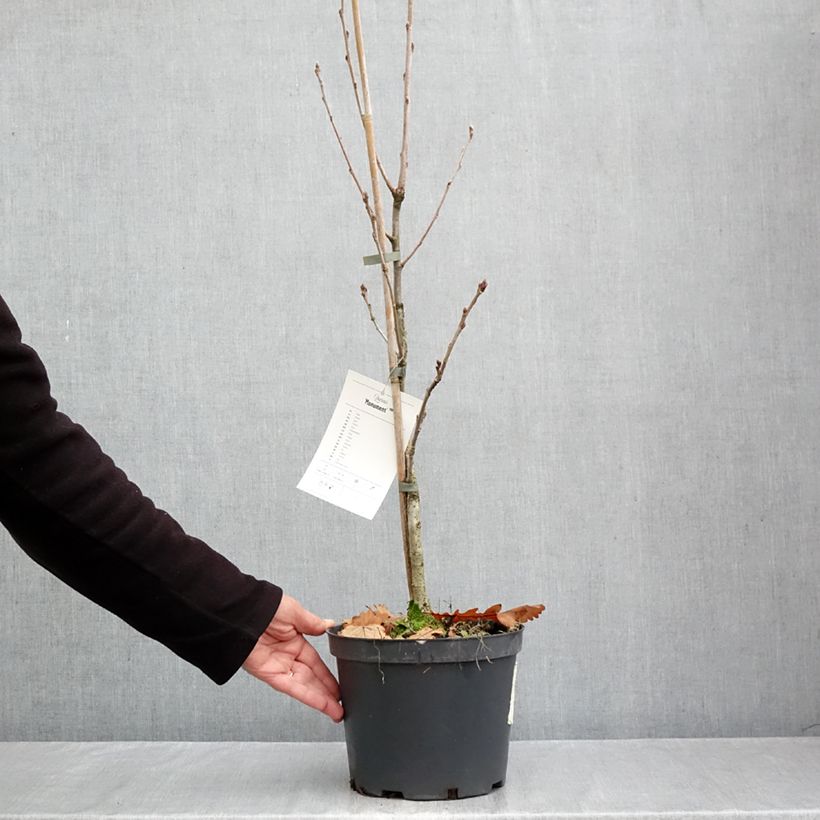 Amostra de Carvalho-alvarinho Monument - Quercus robur Vaso de 4 L/5 L tal como entregue no outono