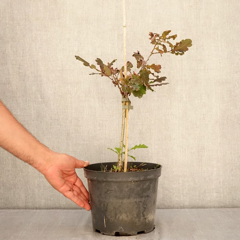 Amostra de Carvalho-alvarinho Atropurpurea - Quercus robur Vaso de 4 L/5 L tal como entregue no verão
