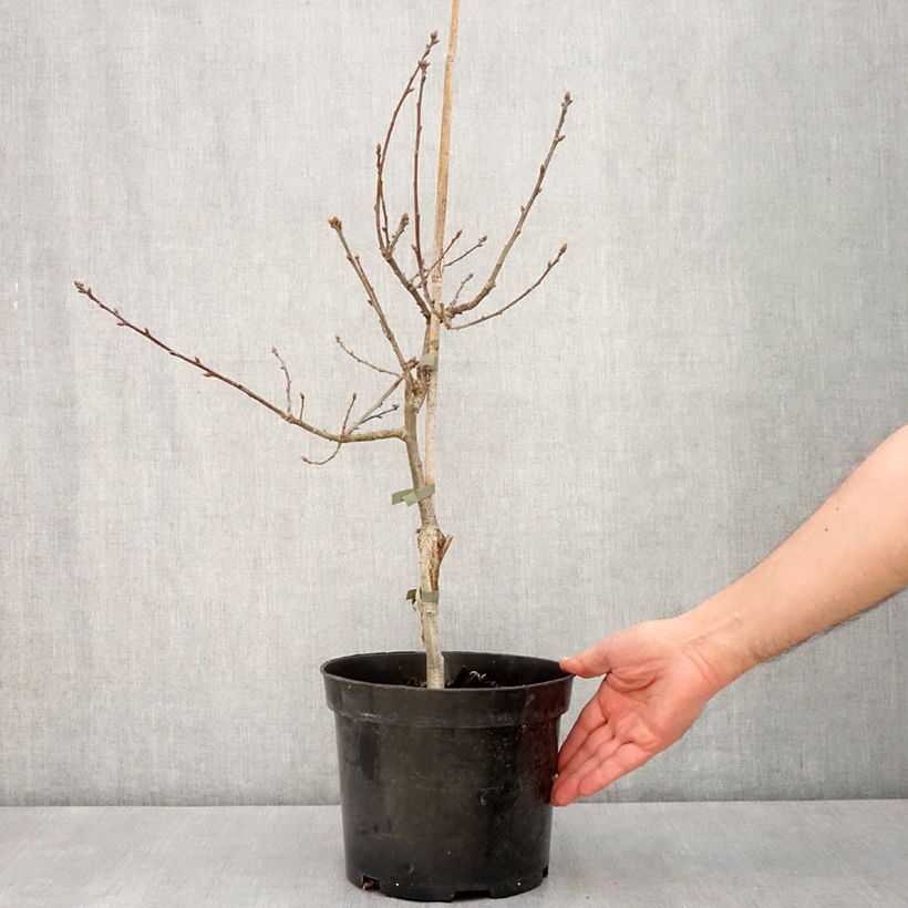 Amostra de Chêne pédonculé pourpre - Quercus robur Atropurpurea Vaso de 4 L/5 L tal como entregue na primavera