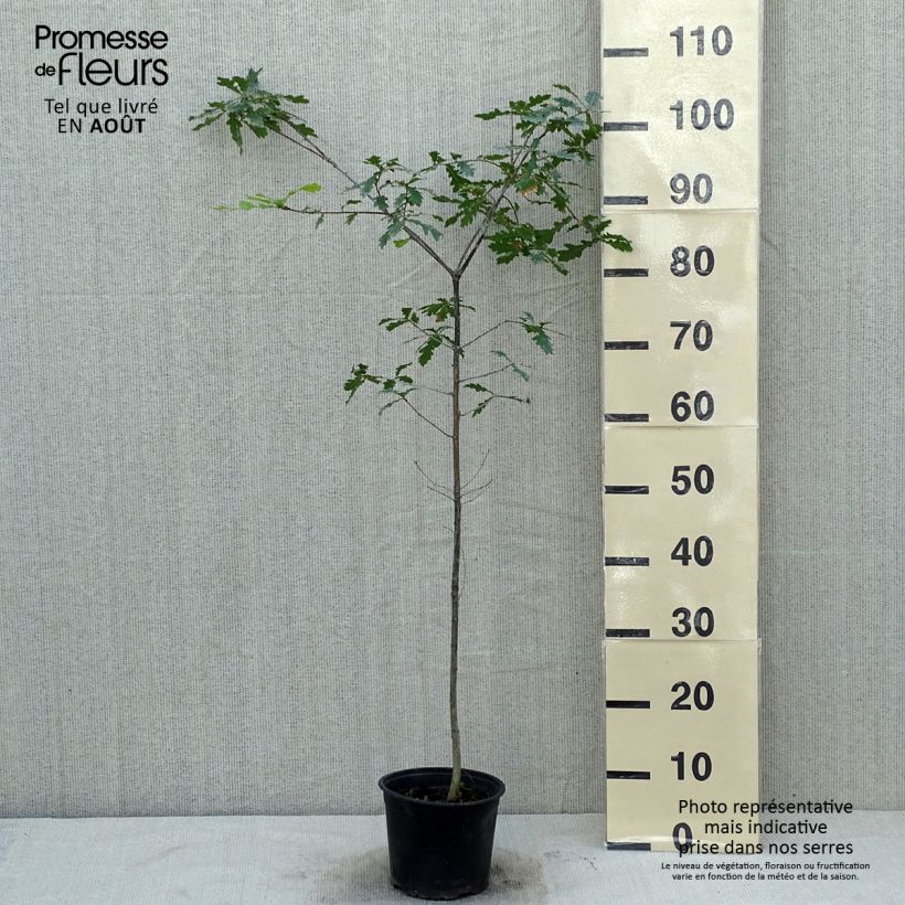 Amostra de Quercus robur - Carvalho-alvarinho Vaso de 2 L/3 L tal como entregue no verão