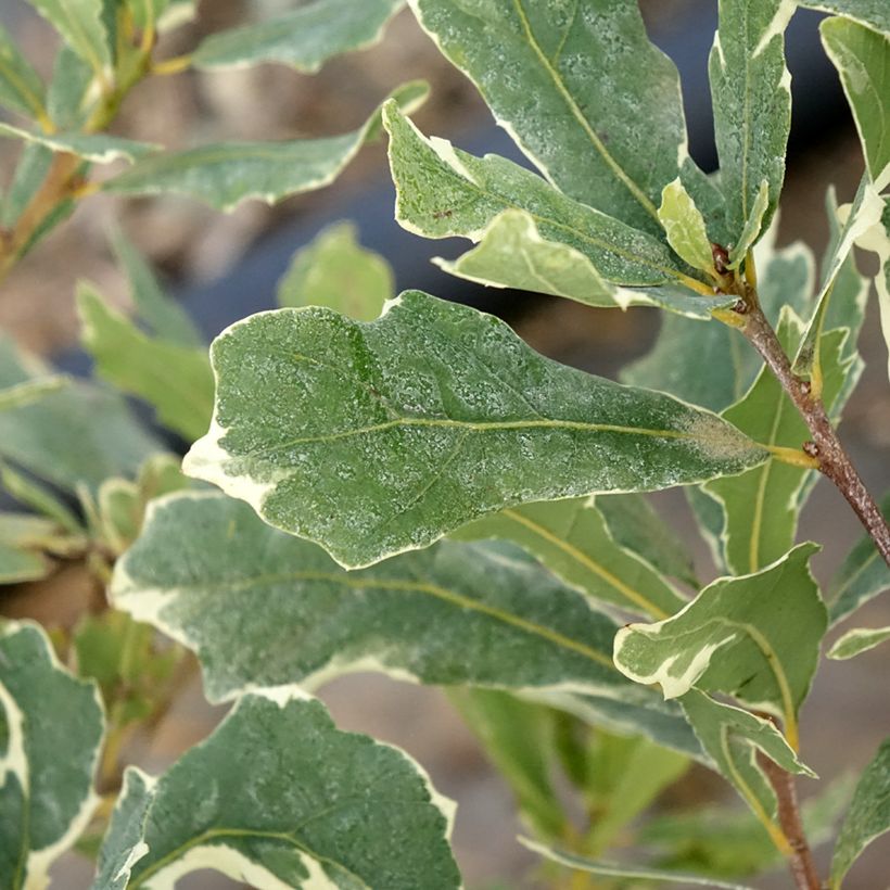 Carvalho-alvarinho Argenteomarginata - Quercus robur (Folhagem)