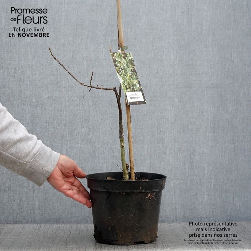 Amostra de Carvalho-alvarinho Argenteomarginata - Quercus robur Vaso de 4 L/5 L tal como entregue no outono