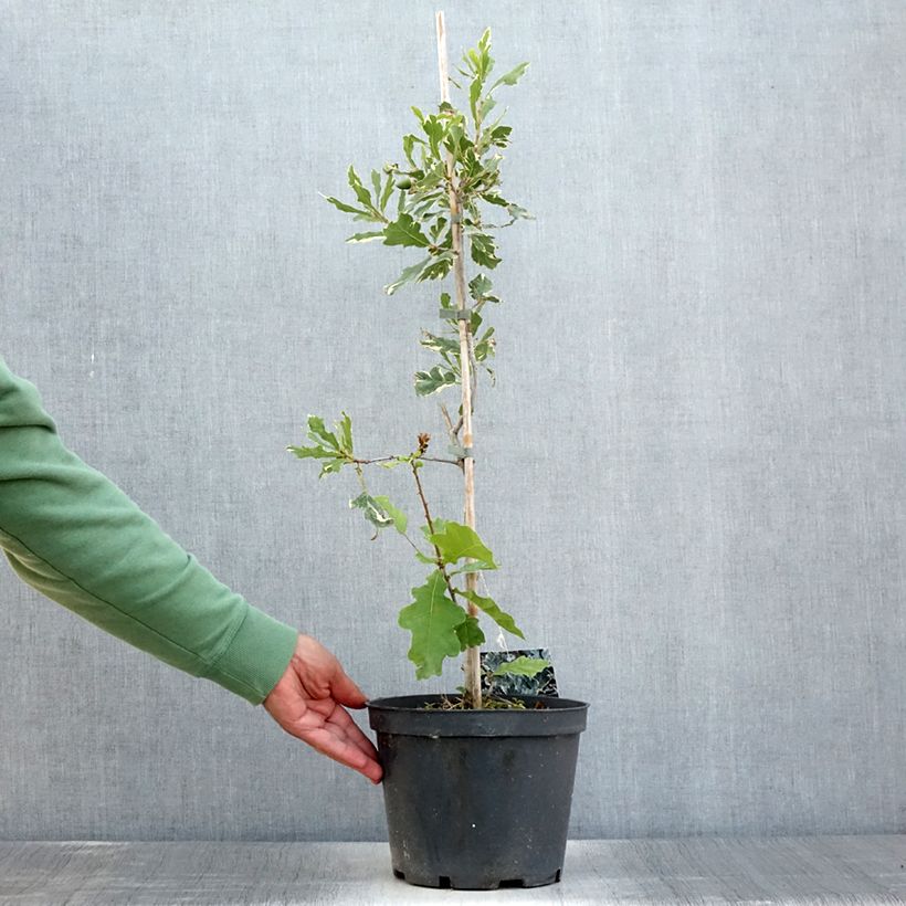 Amostra de Carvalho-alvarinho Argenteomarginata - Quercus robur Vaso de 4 L/5 L tal como entregue no verão
