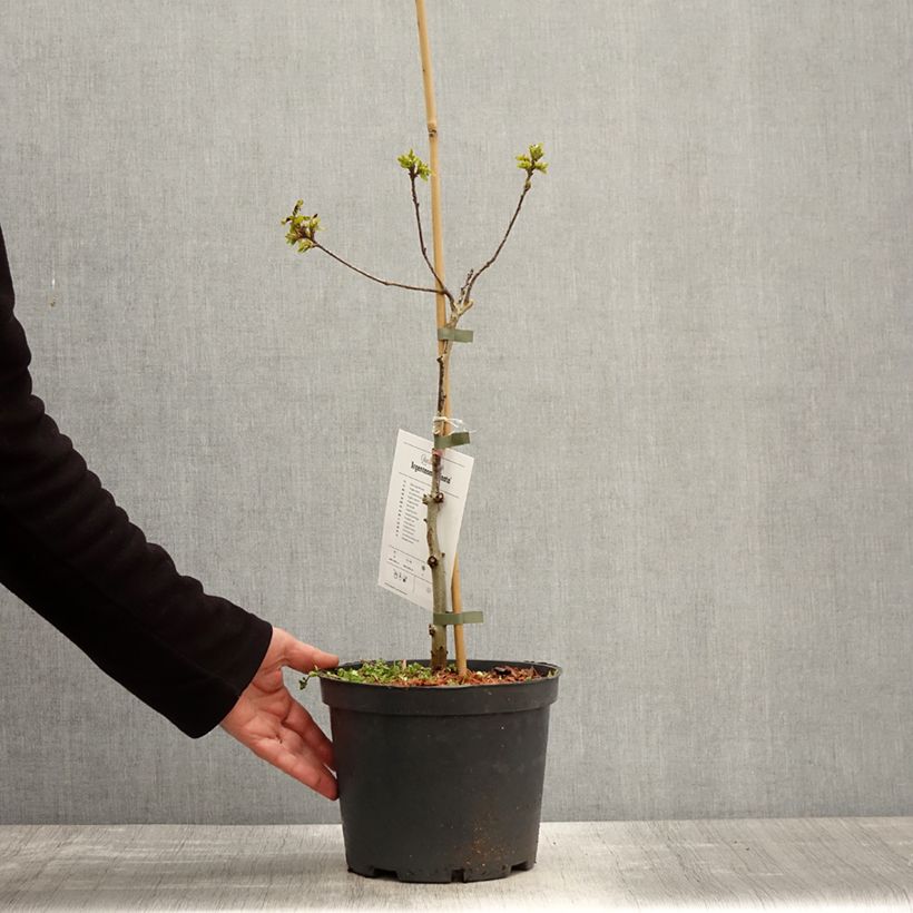 Amostra de Carvalho-alvarinho Argenteomarginata - Quercus robur Vaso de 4 L/5 L tal como entregue na primavera