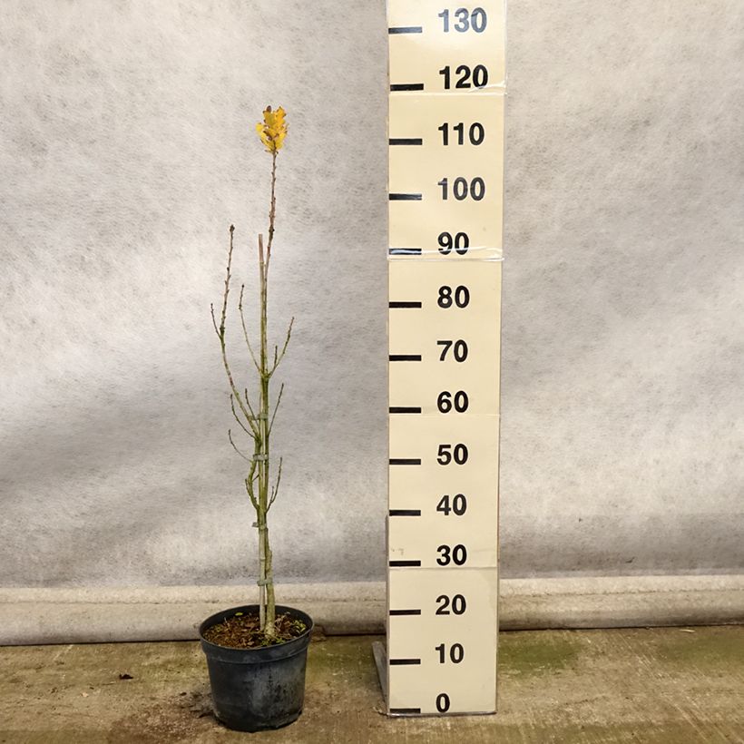 Amostra de Carvalho-alvarinho Fastigiata - Quercus robur Vaso de 4 L/5 L tal como entregue no outono
