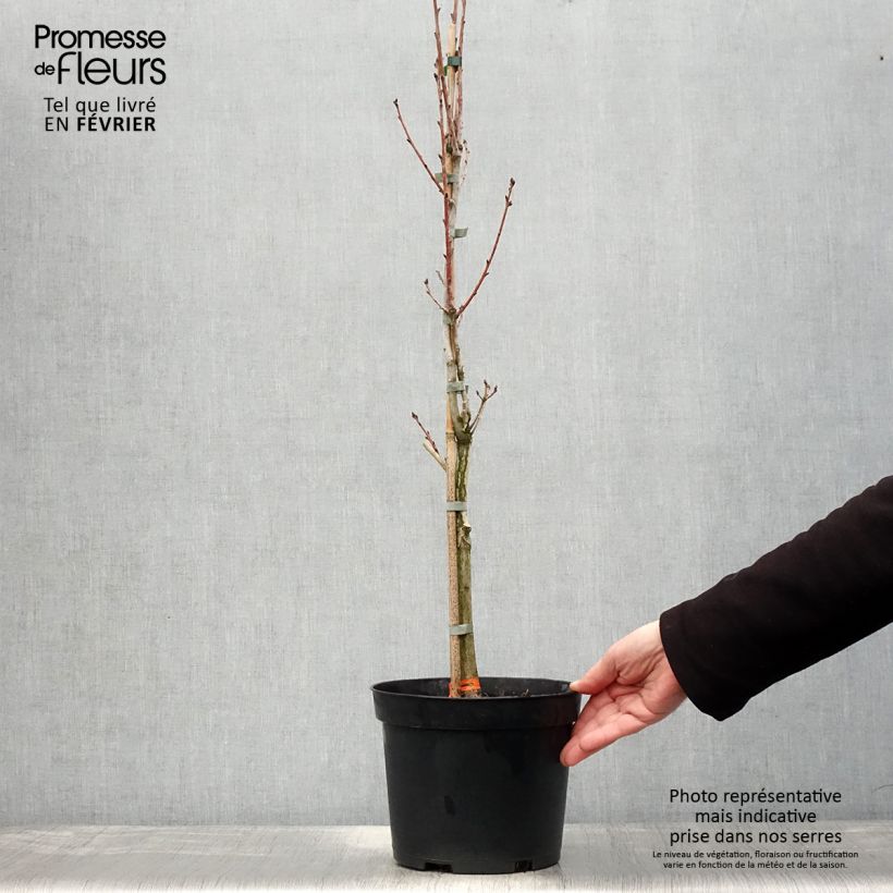 Amostra de Chêne pédonculé - Quercus robur Fastigiata Vaso de 4 L/5 L tal como entregue no inverno