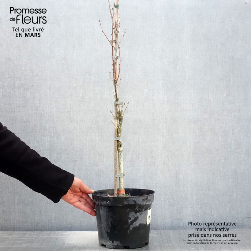 Amostra de Carvalho-alvarinho Fastigiata - Quercus robur Vaso de 4 L/5 L tal como entregue na primavera