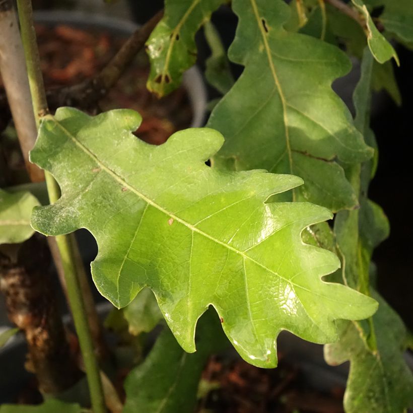 Carvalho-alvarinho Jan Zamoyski - Quercus robur (Folhagem)
