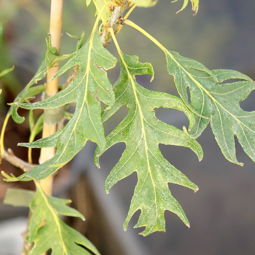 Carvalho-alvarinho Miky - Quercus robur (Folhagem)