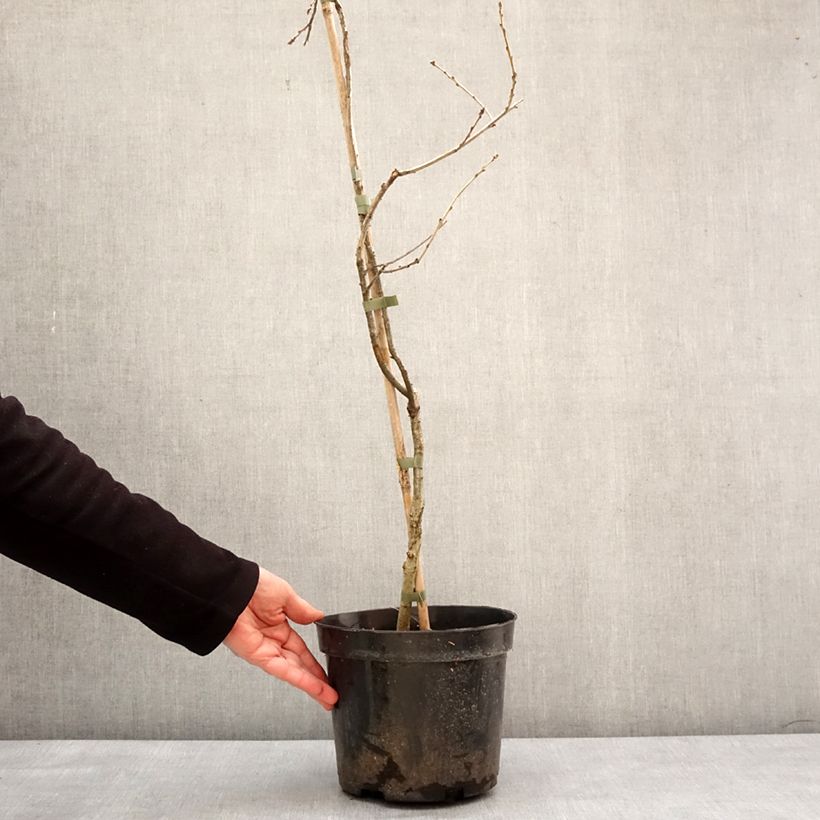 Amostra de Chêne pédonculé - Quercus robur Miky Vaso de 4 L/5 L tal como entregue no inverno