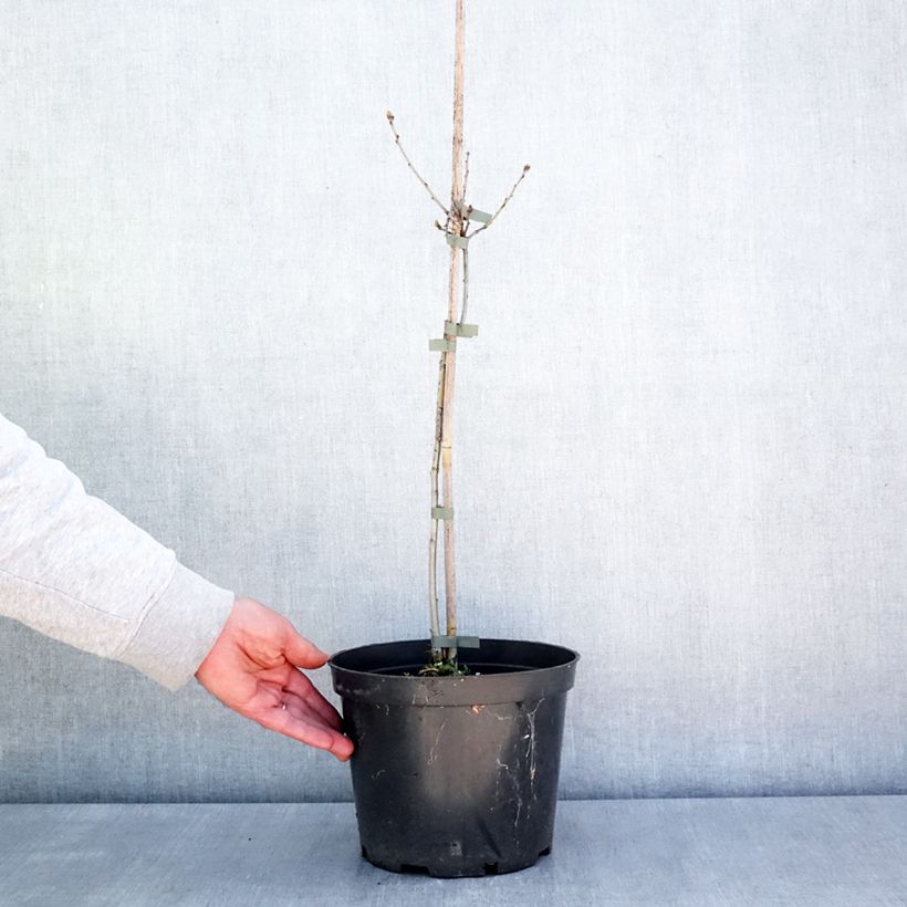 Amostra de Carvalho-alvarinho Miky - Quercus robur Vaso de 4 L/5 L tal como entregue na primavera