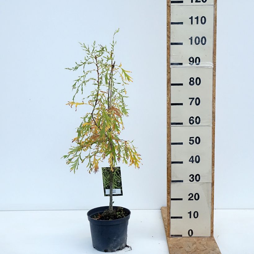 Amostra de Carvalho-alvarinho Posnania - Quercus robur Vaso de 4 L/5 L tal como entregue no outono