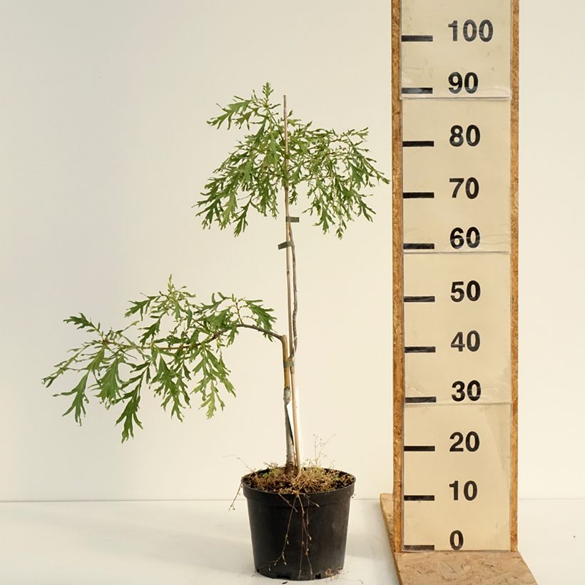 Amostra de Carvalho-alvarinho Posnania - Quercus robur Vaso de 4 L/5 L tal como entregue no verão