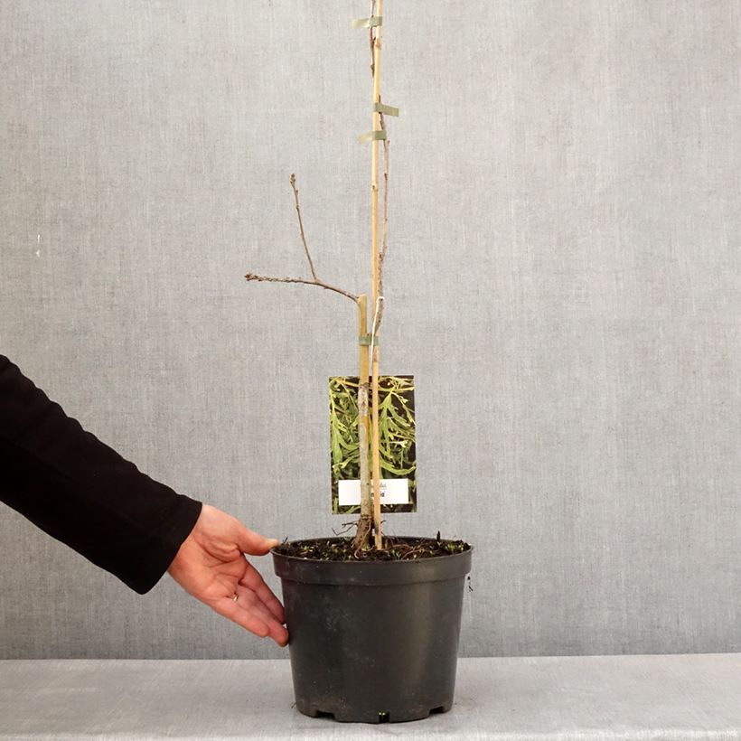 Amostra de Chêne pédonculé - Quercus robur Posnania Vaso de 4 L/5 L tal como entregue na primavera