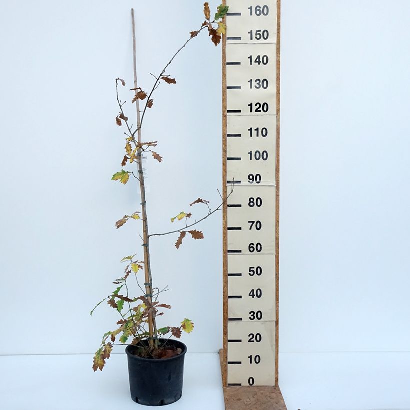 Amostra de Quercus robur - Carvalho-alvarinho Vaso de 7,5 L/10 L tal como entregue no outono