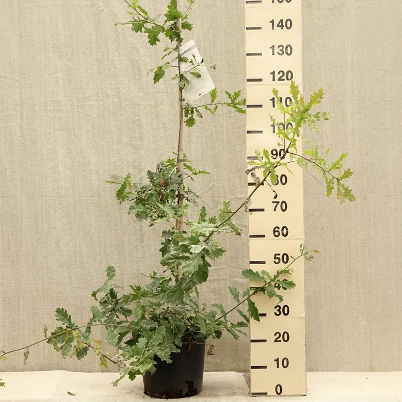 Amostra de Quercus robur - Carvalho-alvarinho Vaso de 7,5 L/10 L tal como entregue no verão