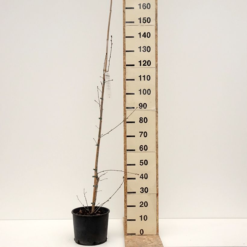 Amostra de Chêne pédonculé - Quercus robur Vaso de 7,5 L/10 L tal como entregue no inverno