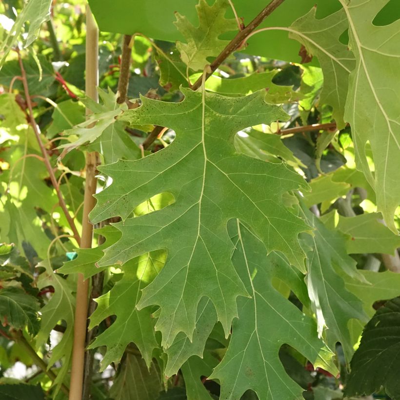 Carvalho-vermelho Boltes Gold - Quercus rubra (Folhagem)