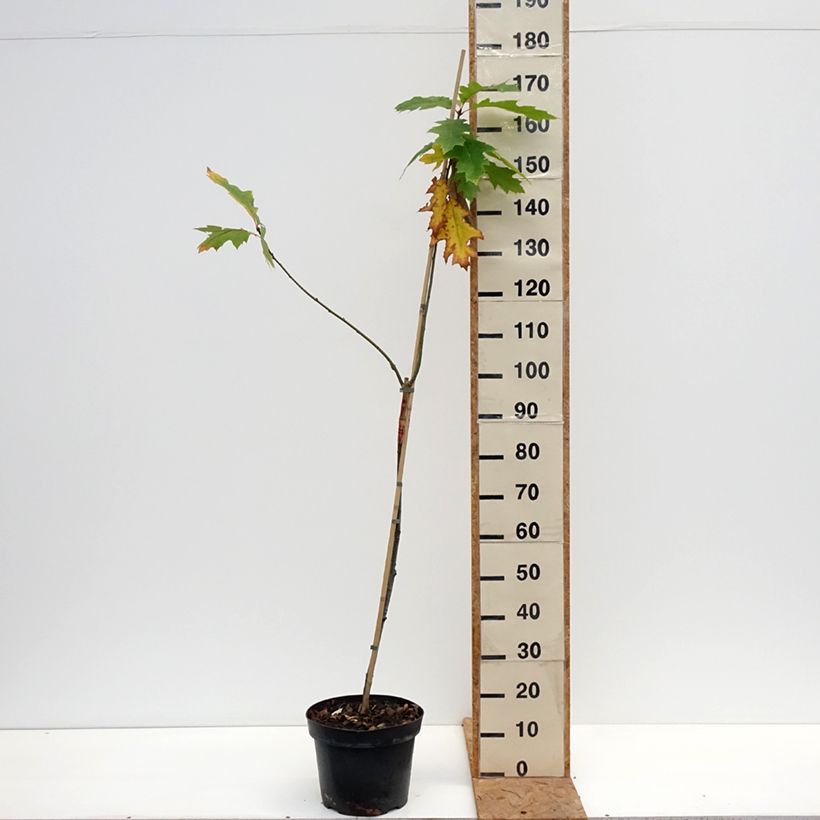 Amostra de Carvalho-vermelho Boltes Gold - Quercus rubra Vaso de 7,5 L/10 L tal como entregue no outono