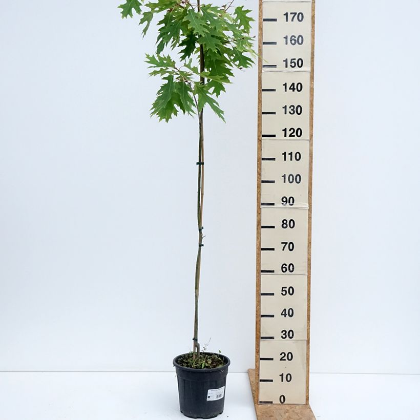 Amostra de Carvalho-vermelho Boltes Gold - Quercus rubra Vaso de 7,5 L/10 L tal como entregue no verão