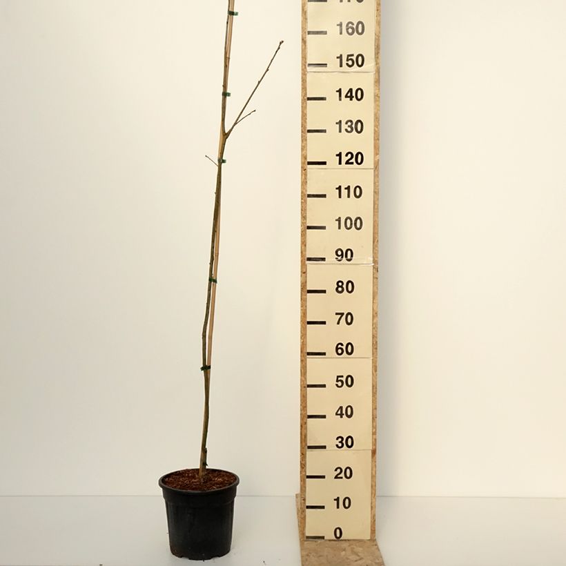 Amostra de Chêne rouge d'Amérique – Quercus rubra Boltes Gold Vaso de 7,5 L/10 L tal como entregue no inverno