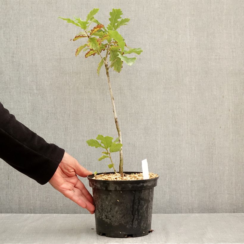 Amostra de Carvalho-roble - Quercus petraea Vaso de 2 L/3 L tal como entregue no outono