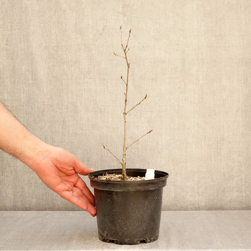 Amostra de Carvalho-roble - Quercus petraea Vaso de 2 L/3 L tal como entregue na primavera