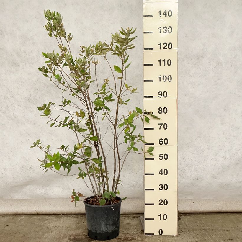 Amostra de Azinheira Vaso de 6 L/7 L, Arbusto tal como entregue no verão