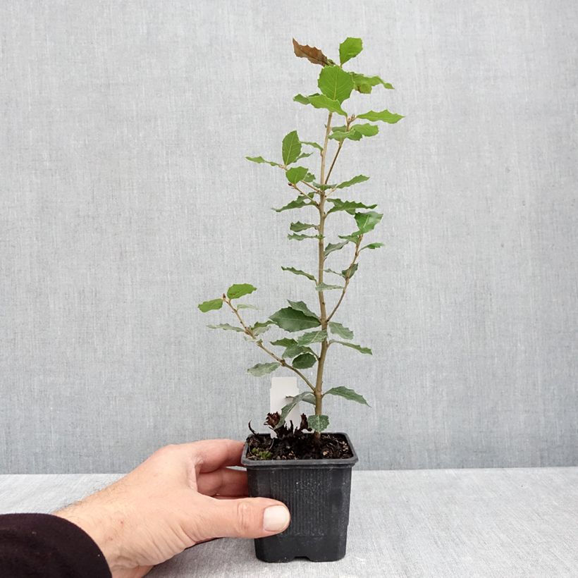 Amostra de Azinheira Vaso de 8/9 cm tal como entregue no outono