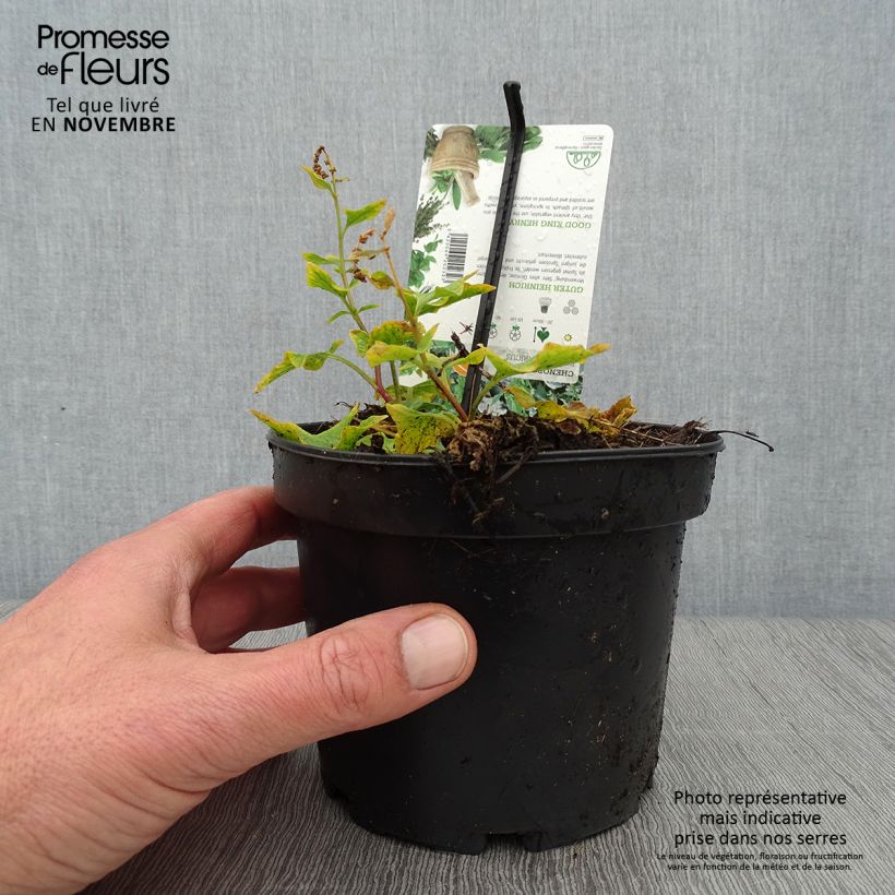 Amostra de Chénopode Bon Henri en plant - Chenopodium bonus-henricus Godet de 8/9 cm tal como entregue no outono