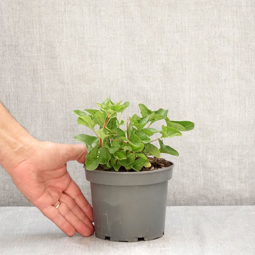 Amostra de Chenopódio Bom Henrique plantas jovens Vaso de 8/9 cm tal como entregue no verão