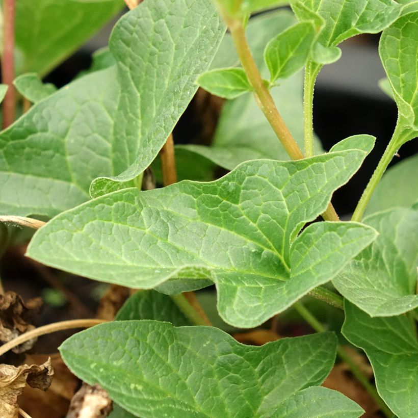 Chenopódio Bom Henrique plantas jovens (Folhagem)