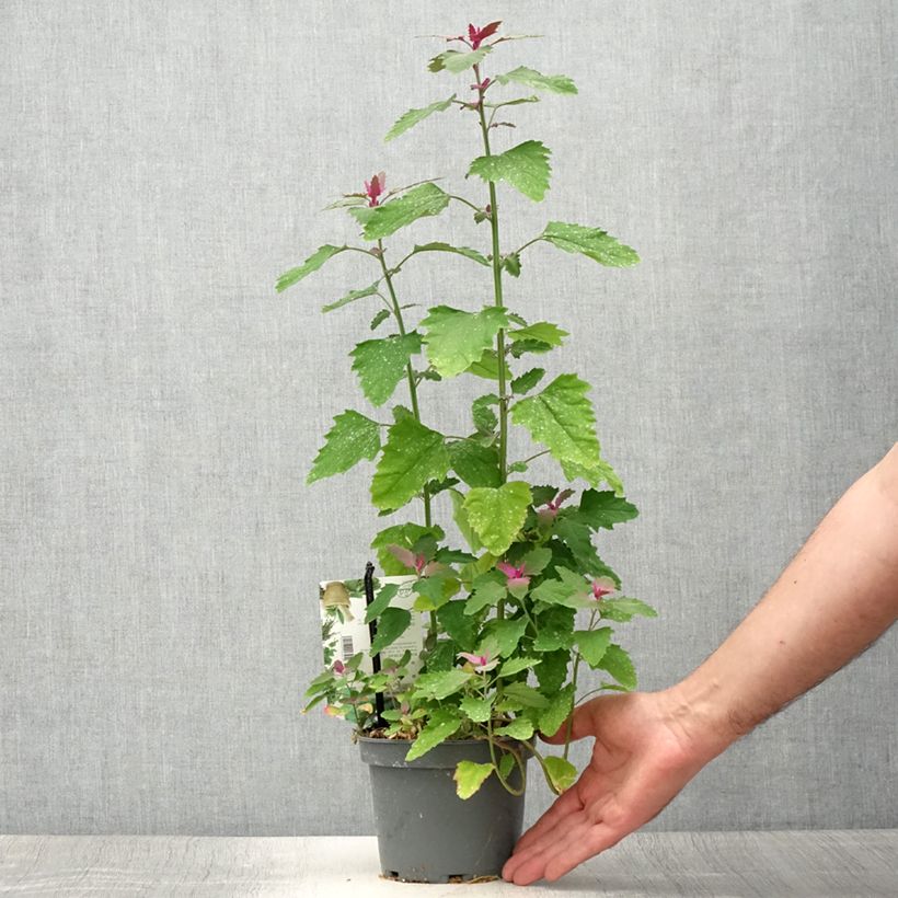 Amostra de Espinafre-árvore - Chenopodium giganteum Vaso de 1,5 L/2 L tal como entregue no verão