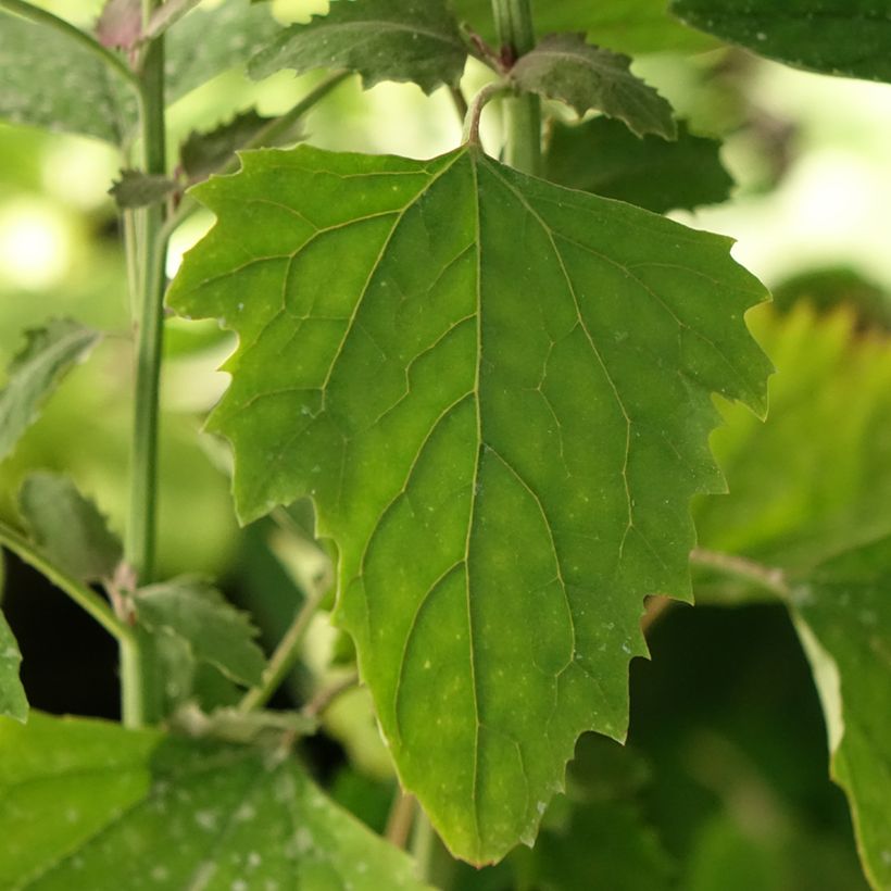 Espinafre-árvore - Chenopodium giganteum (Folhagem)