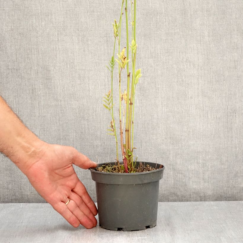 Amostra de Cherivia - Sium sisarum Vaso de 1,5 L/2 L tal como entregue no verão