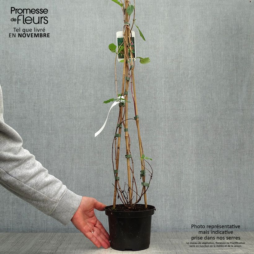 Amostra de Madressilva-dos-bosques Belgica Select - Lonicera periclymenum Vaso de 1,5 L/2 L tal como entregue no outono